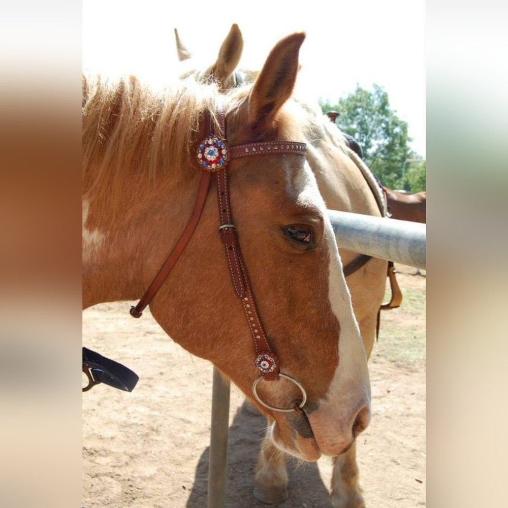 Horse size browband headstall bridle